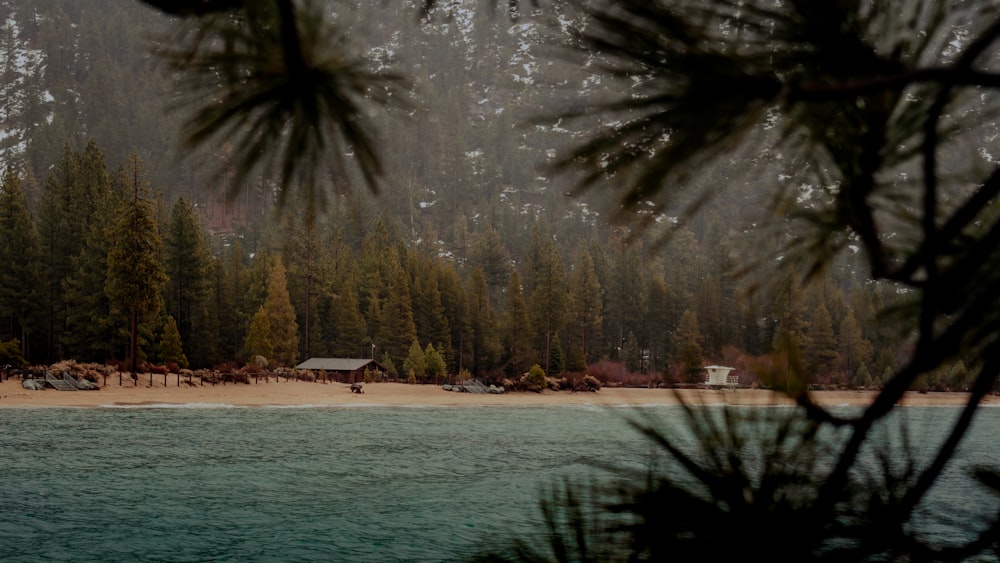 a view of a beach with a forest in the background