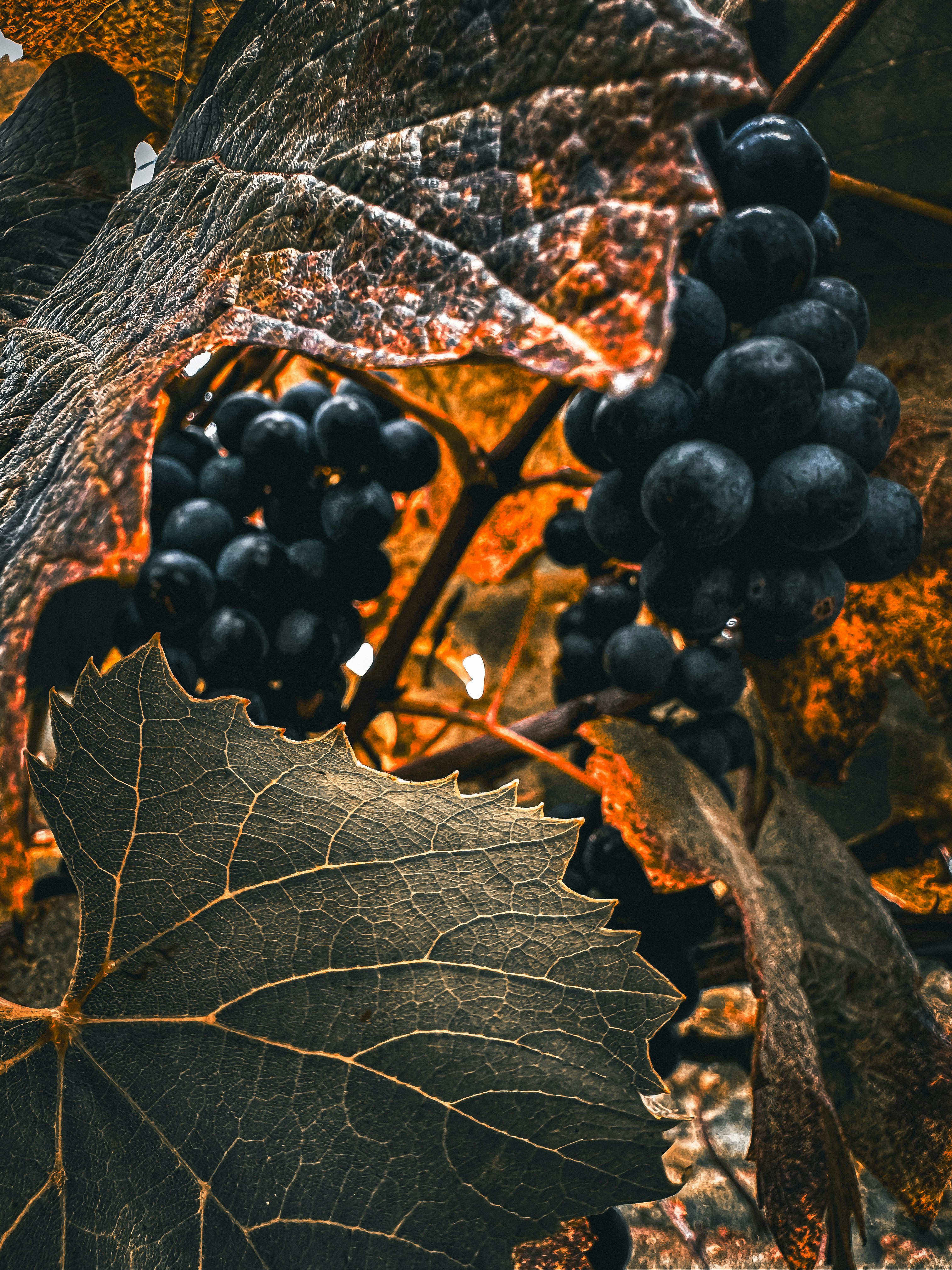 A close up of a bunch of grapes on a vine photo – Free Food Image on ...