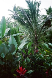 An artistic depiction of lush tropical landscapes filled with vibrant colors.