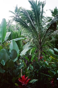 A group of tourists exploring a lush coconut plantation with vibrant greenery all around.