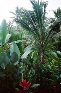 A lush landscape showcasing diverse native flora in Mauritius.