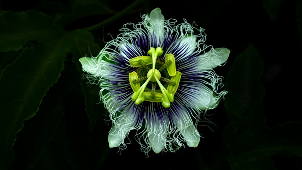 a close up of a flower on a black background