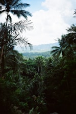 A lush, tropical landscape featuring abundant palm trees and dense foliage extending into the distance. The sky is partially cloudy, casting diffused light over the verdant jungle, with a faint view of distant mountains or hills under the horizon.