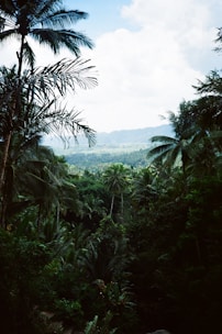 A lush, tropical landscape featuring abundant palm trees and dense foliage extending into the distance. The sky is partially cloudy, casting diffused light over the verdant jungle, with a faint view of distant mountains or hills under the horizon.