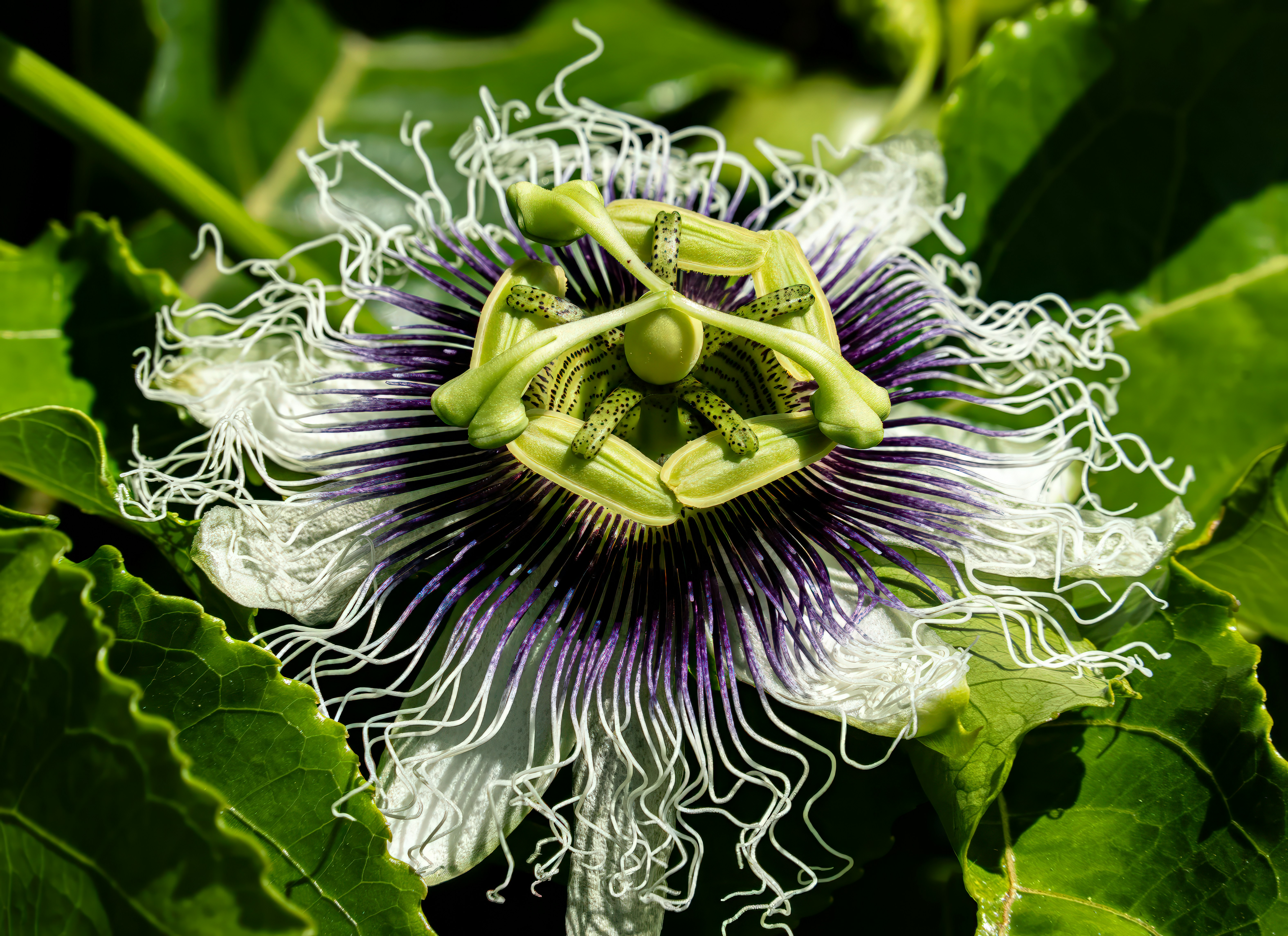 a close up of a flower on a plant