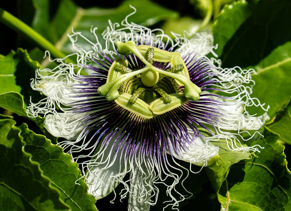 a close up of a flower on a plant