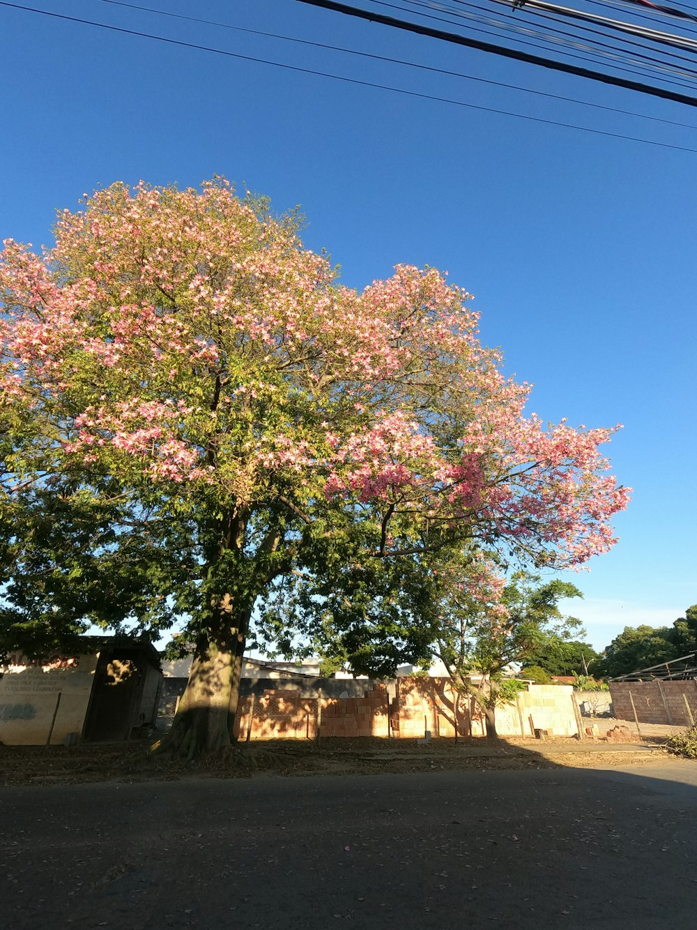 a tree with pink flowers in the middle of a street