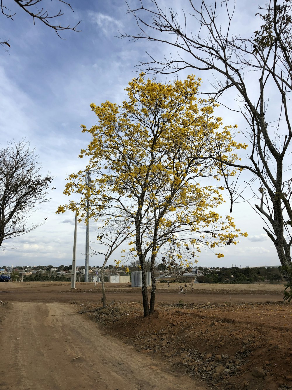 una strada sterrata con alberi e un palo del telefono sullo sfondo