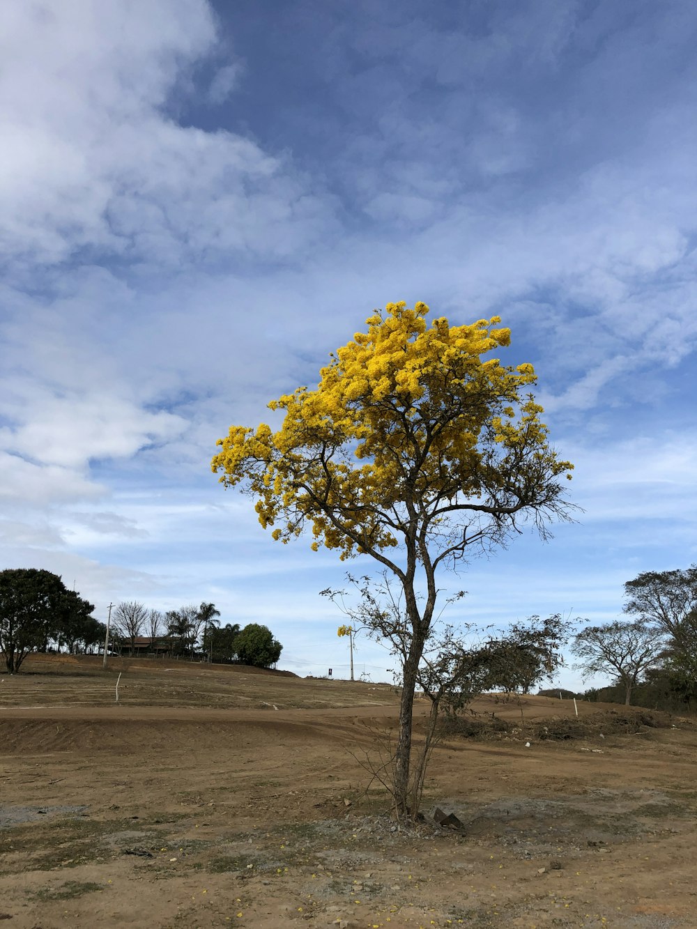 a tree with yellow flowers in the middle of a field