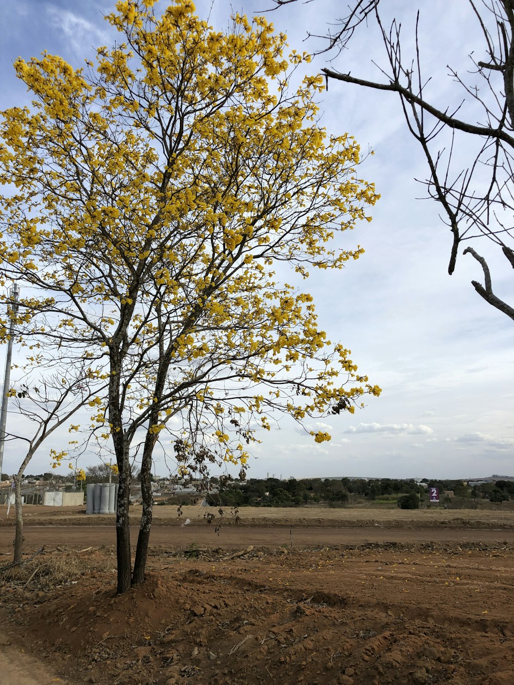 a tree with yellow flowers in a dirt field