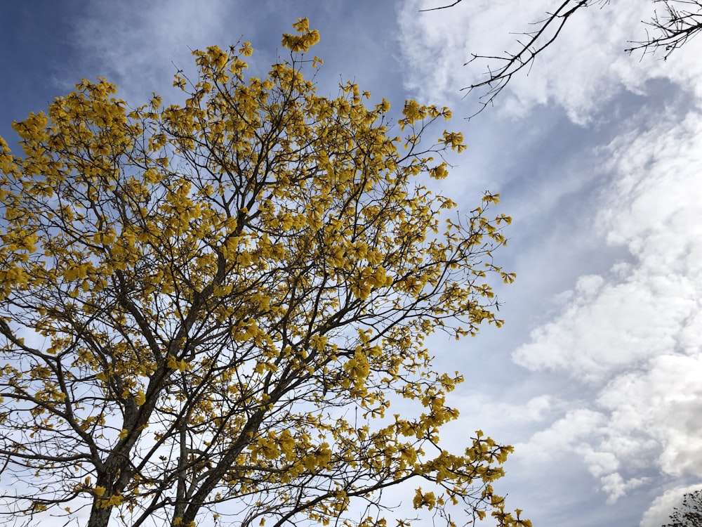 a tree with yellow leaves and a blue sky in the background