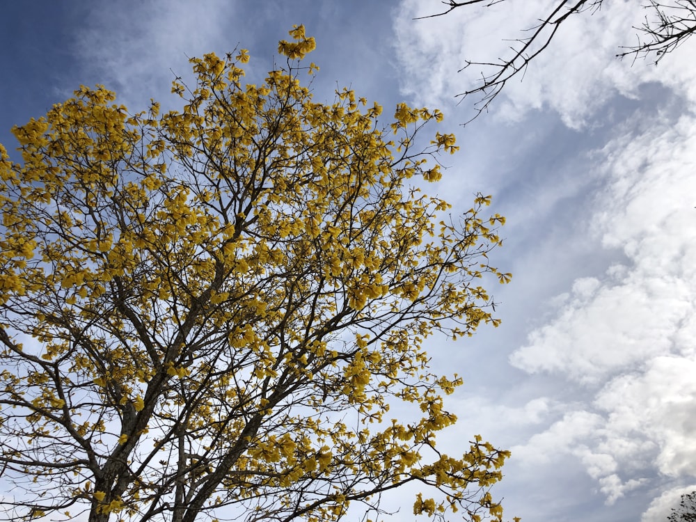 un albero con foglie gialle e cielo blu sullo sfondo