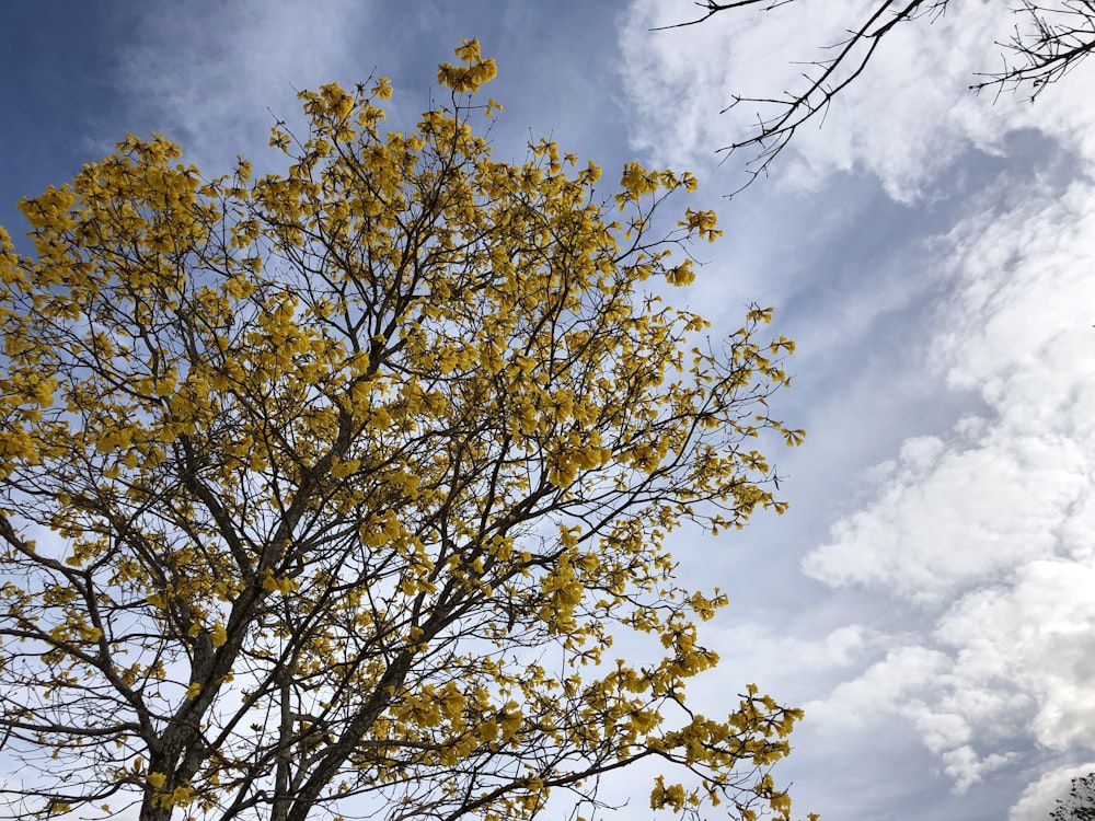 a tree with yellow leaves and blue sky in the background