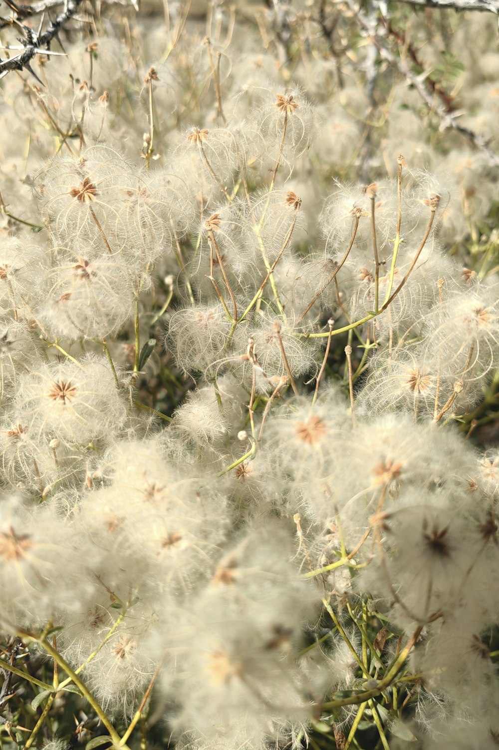 a close up of a bunch of white flowers