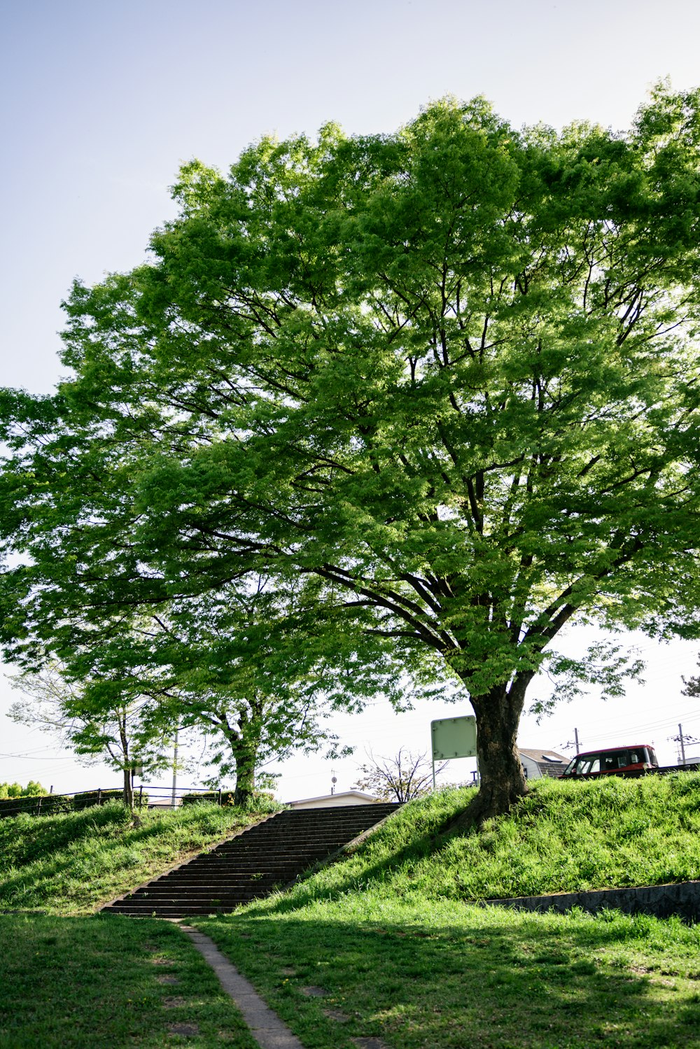 Un gran árbol verde sentado en la cima de una exuberante ladera verde