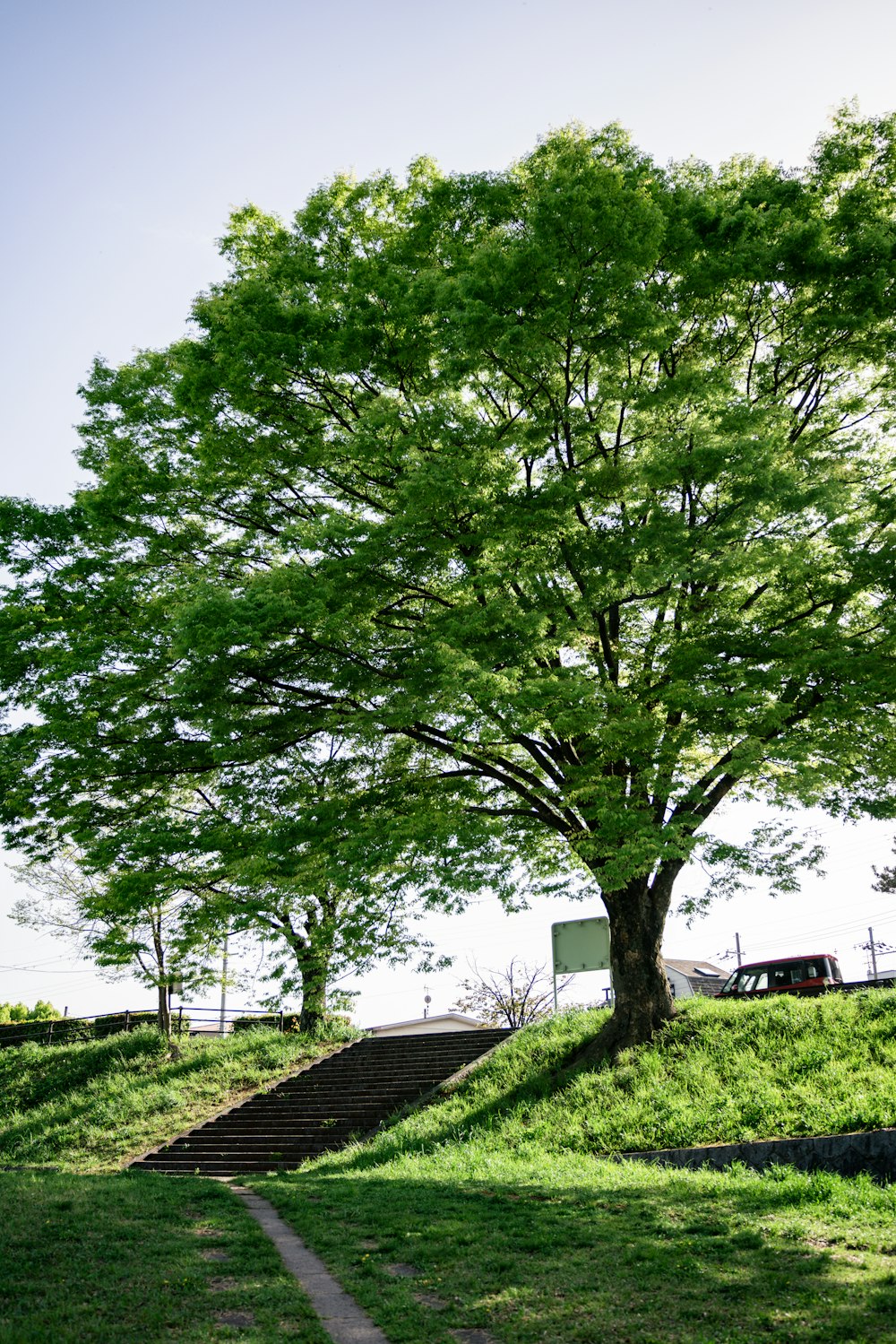 a large green tree sitting on top of a lush green hillside