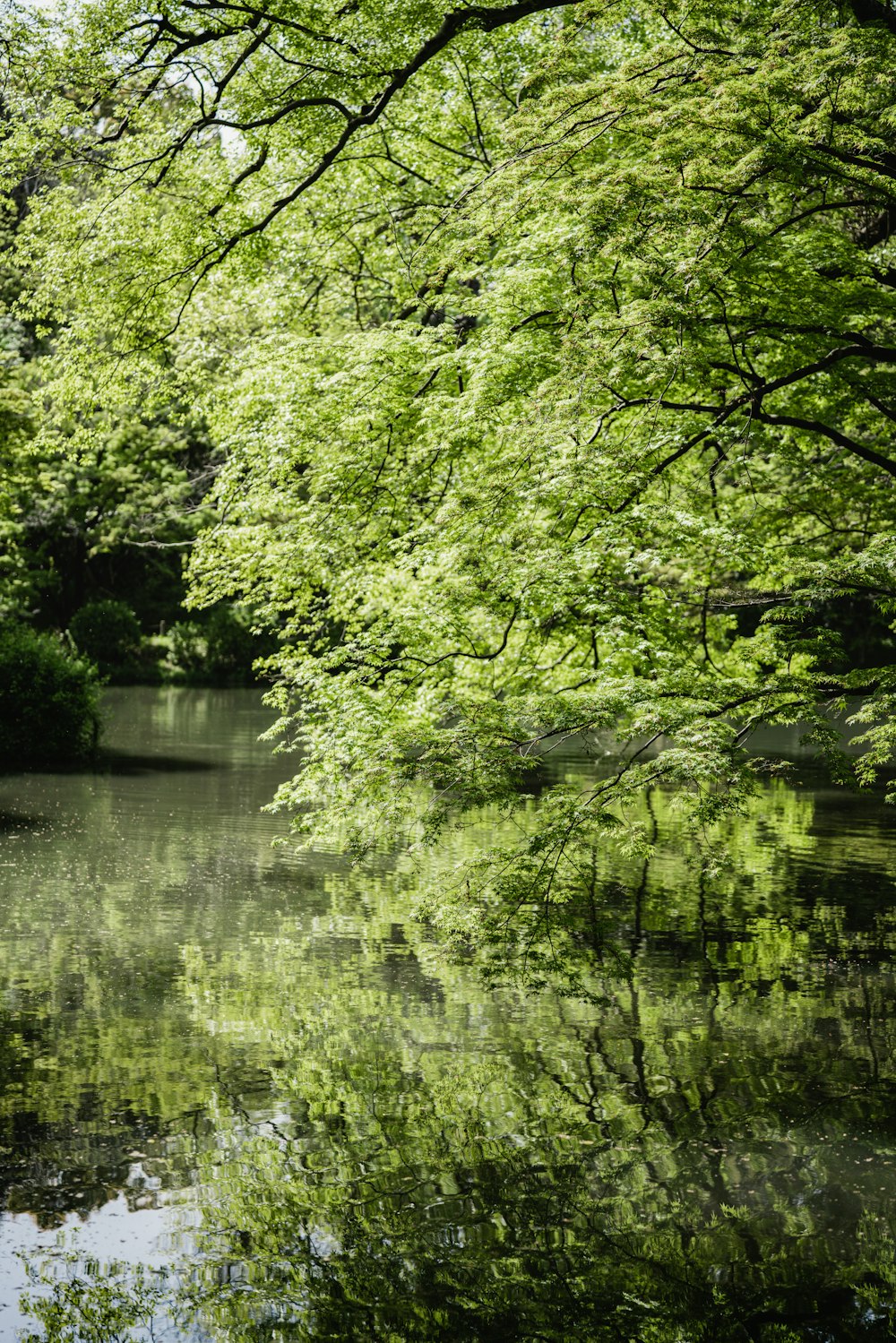 a body of water surrounded by trees and a bridge