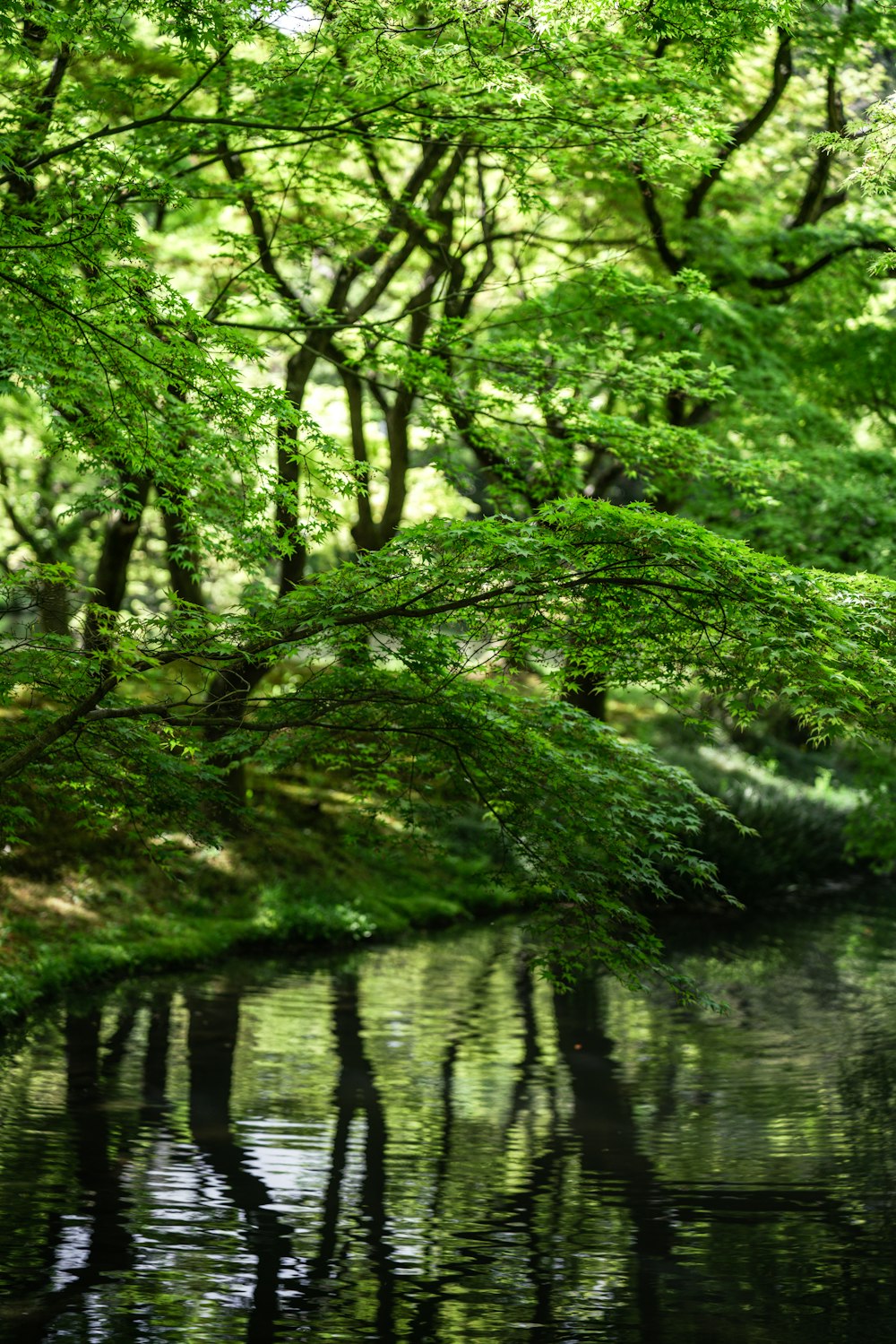 a pond surrounded by trees and water