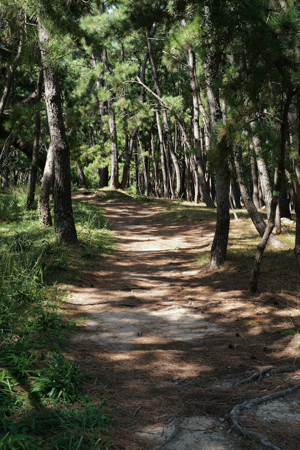 uma estrada de terra cercada por muitas árvores