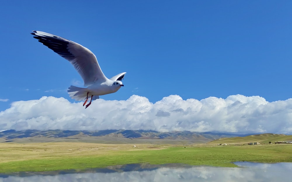 a seagull flying over a body of water