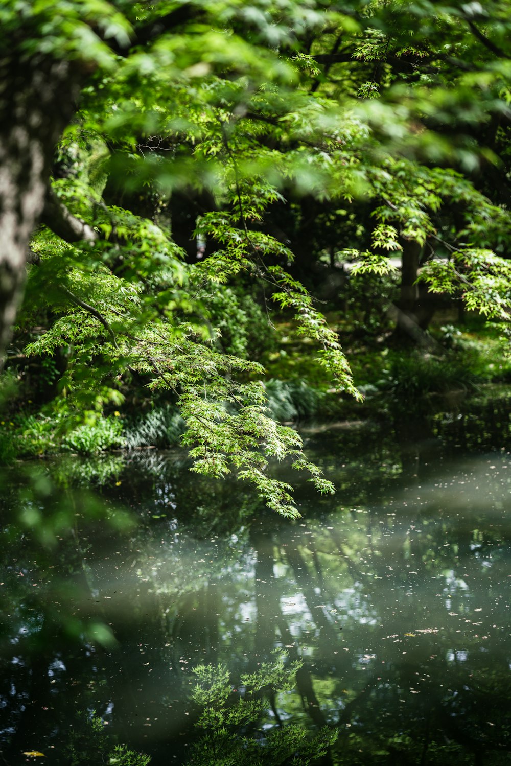 a forest filled with lots of green trees