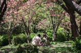 A serene scene of anime characters sharing a quiet moment in a peaceful park under cherry blossoms.