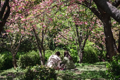 A serene scene of anime characters sharing a quiet moment in a peaceful park under cherry blossoms.