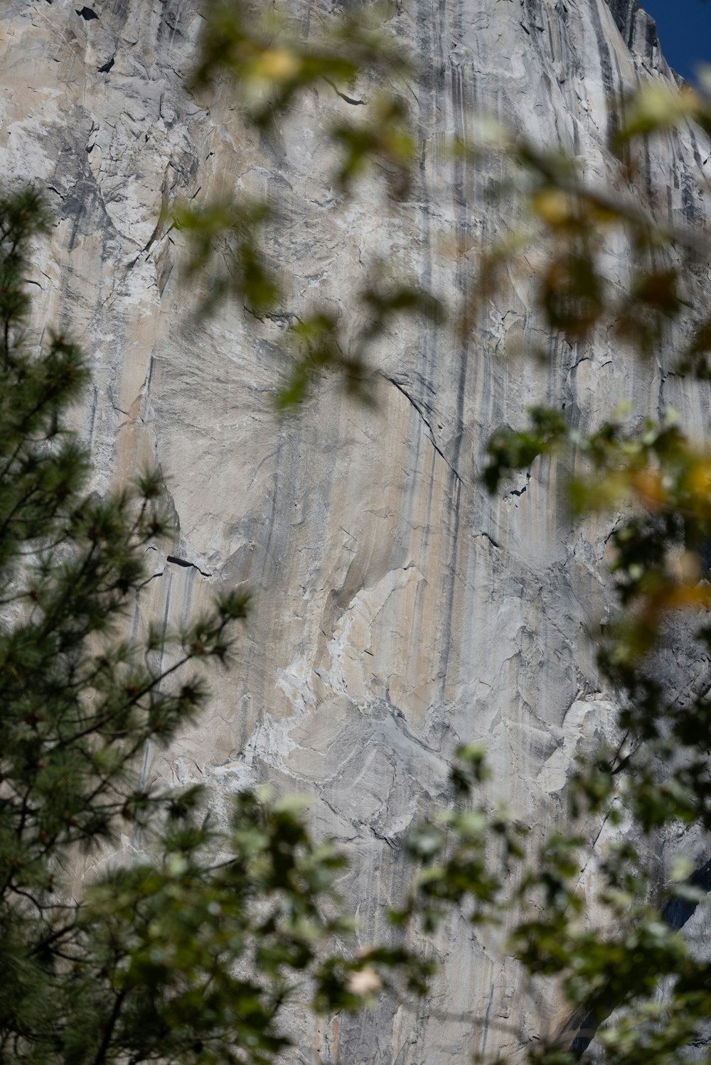 a very tall mountain with a tree in front of it