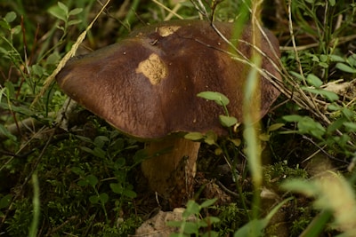 A large brown mushroom is surrounded by various green plants and grass in a natural, forest-like setting. The mushroom has a wide cap with a slightly rough texture and a thick stem emerging from the mossy ground.