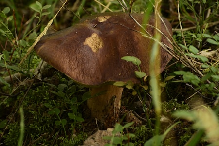 A large brown mushroom is surrounded by various green plants and grass in a natural, forest-like setting. The mushroom has a wide cap with a slightly rough texture and a thick stem emerging from the mossy ground.