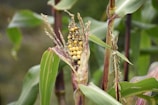 Corn plant featuring an exposed cob with kernels that appear diseased or malformed. The surrounding leaves are green with signs of purpling and drying around the husk.
