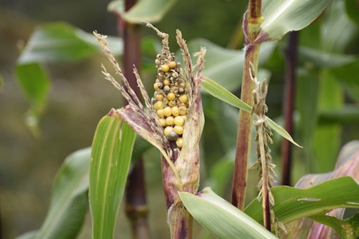 Corn plant featuring an exposed cob with kernels that appear diseased or malformed. The surrounding leaves are green with signs of purpling and drying around the husk.