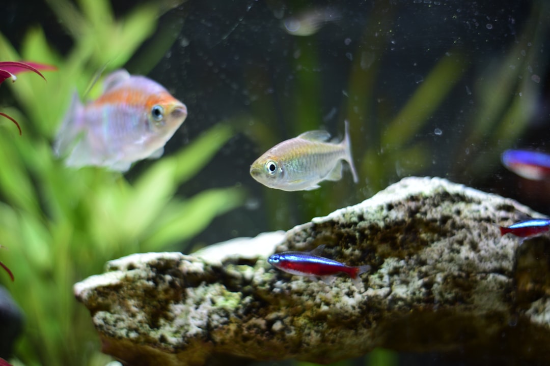 Tropical fish aquarium