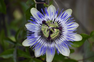 A close-up of a passionflower with intricate patterns and colors. The petals are white with vibrant blue and purple filament structures radiating from the center, which is green with dark-ringed stamens and pistils. Surrounding the flower are dark green leaves forming a contrasting backdrop.