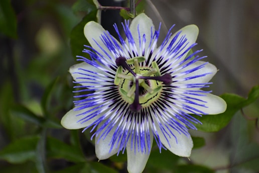 A close-up of a passionflower with intricate patterns and colors. The petals are white with vibrant blue and purple filament structures radiating from the center, which is green with dark-ringed stamens and pistils. Surrounding the flower are dark green leaves forming a contrasting backdrop.
