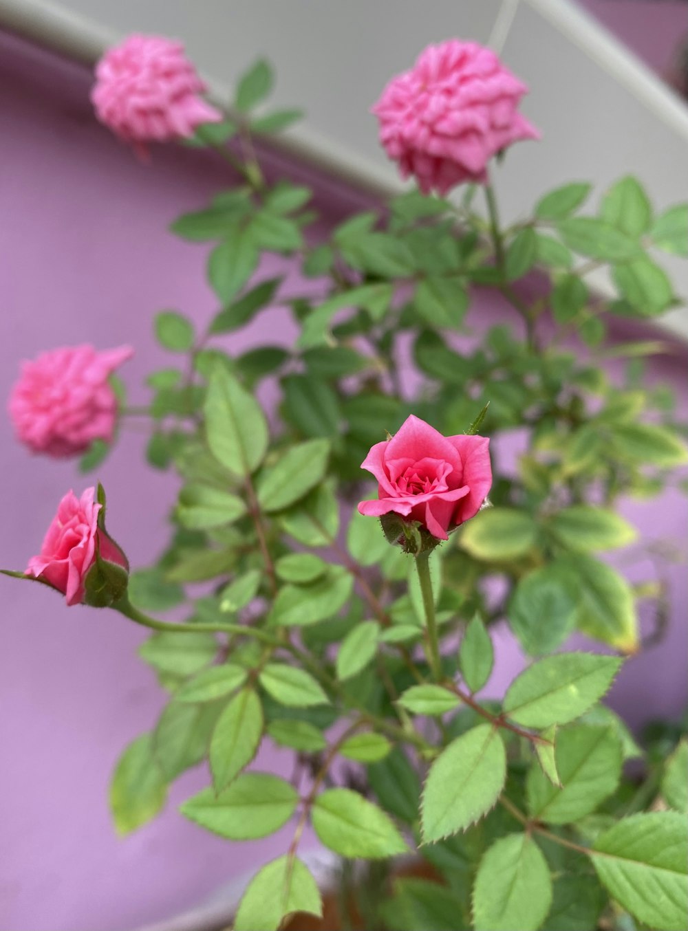 a potted plant with pink flowers in front of a purple wall