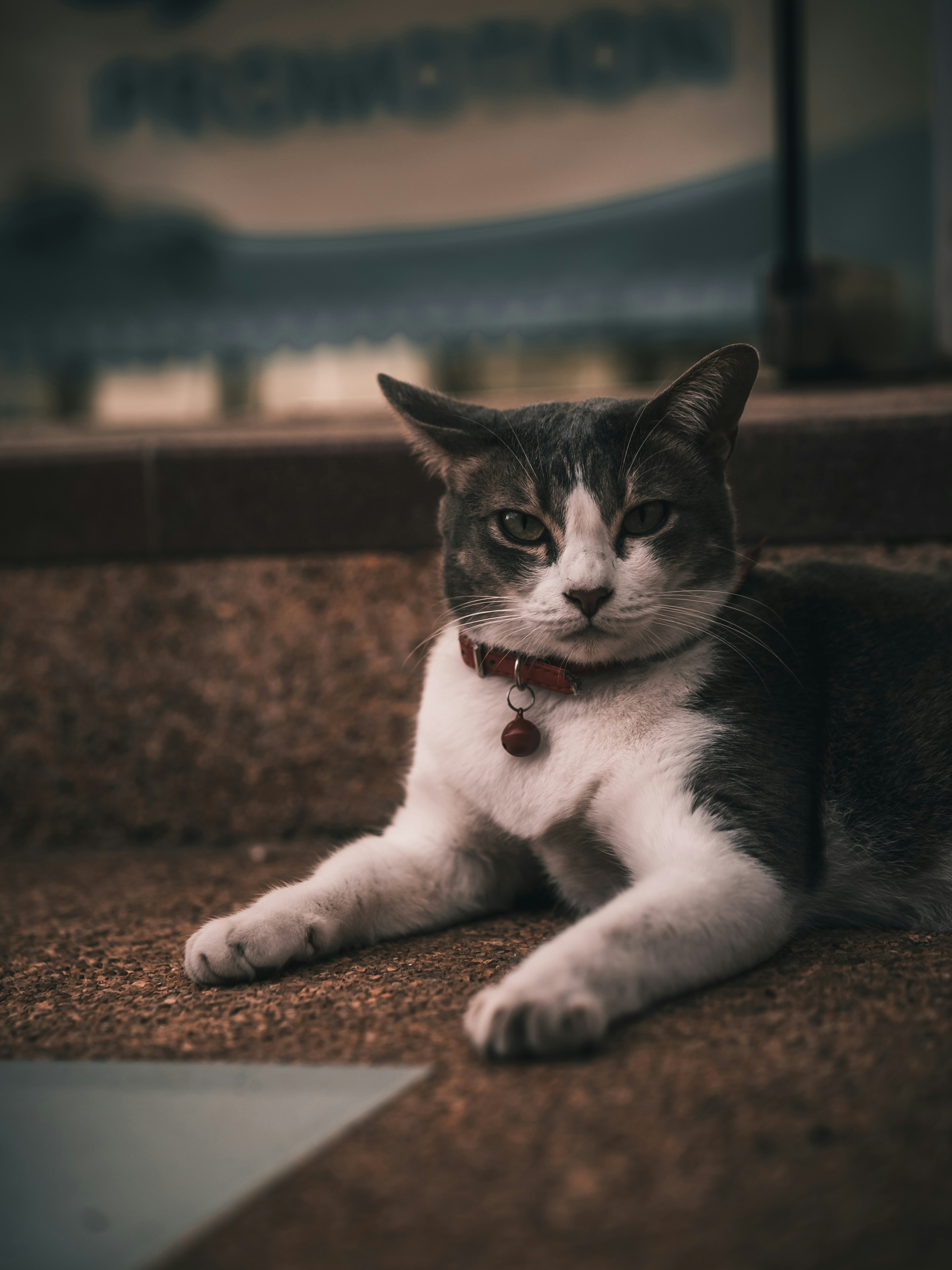 un chat gris et blanc allongé sur le sol