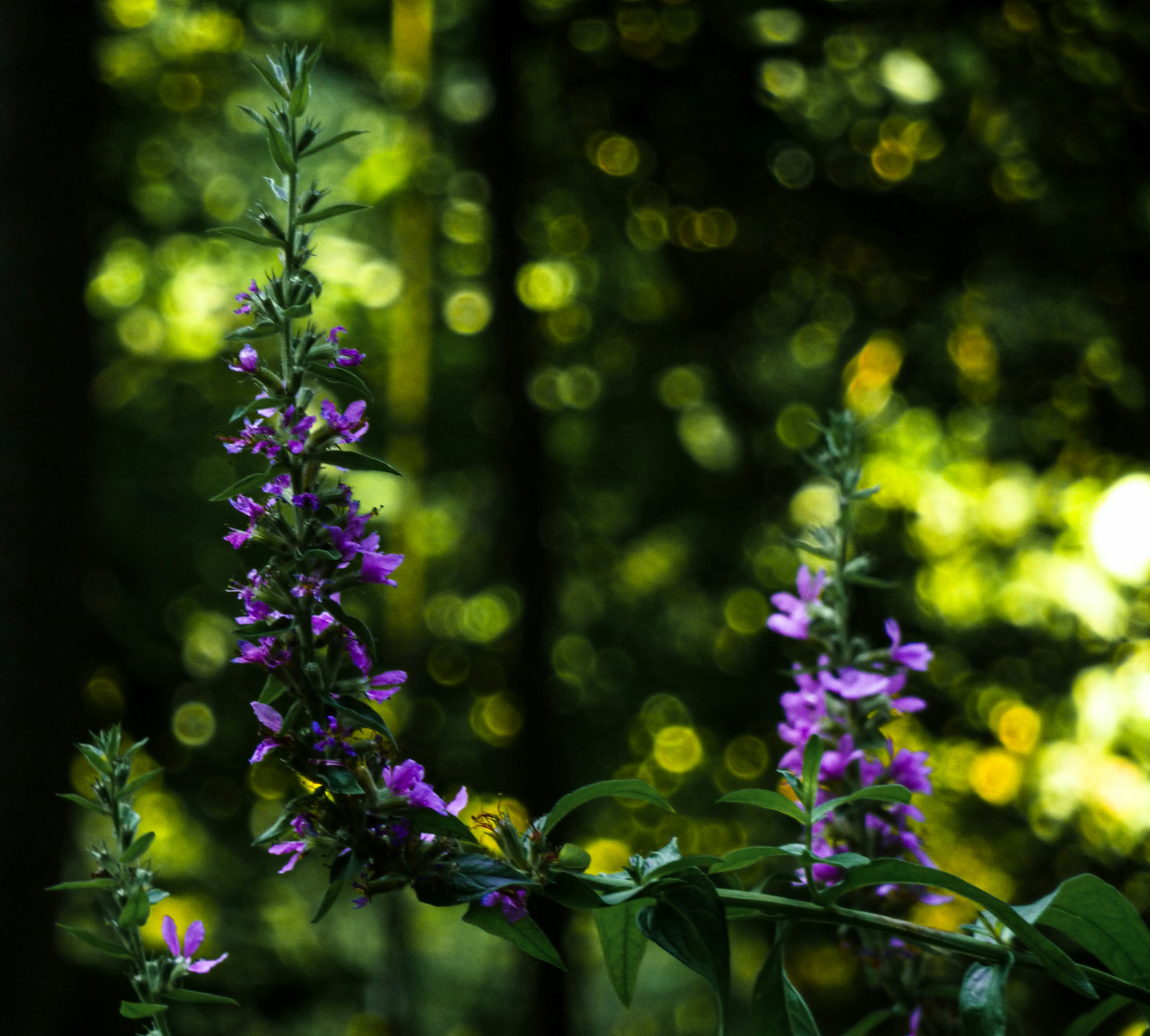 Photo by kaitlynashley