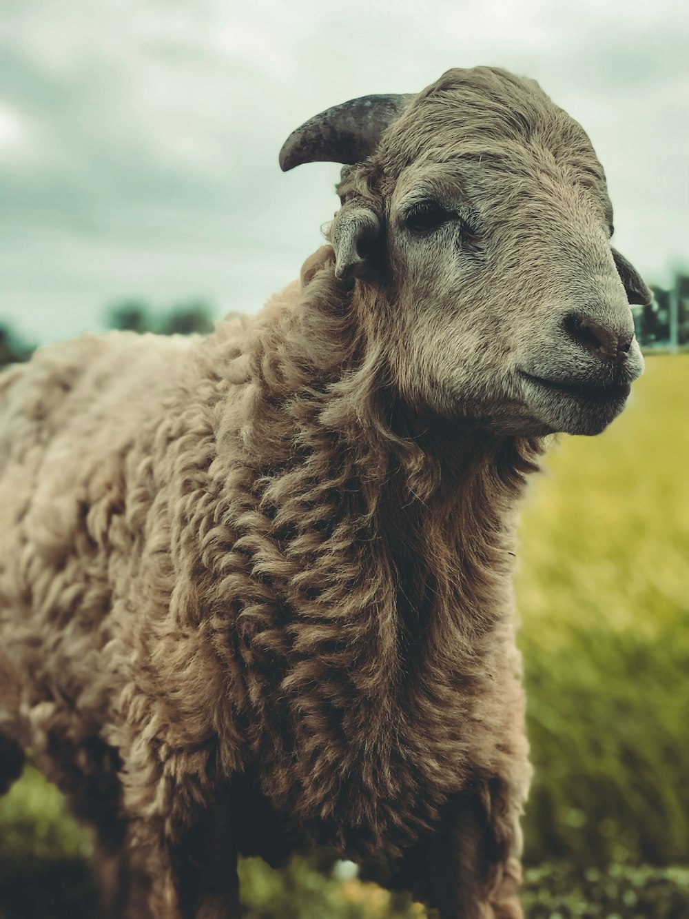 a close up of a sheep in a field