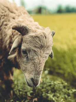 A close-up of a Garut sheep grazing peacefully in a lush green pasture under soft morning light.