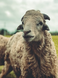 Close-up of a Rhön sheep with its distinctive curly horns and thick wool.
