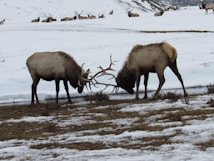Two elk are engaged in a dominance fight, locking antlers in a snowy field with distant mountains and a group of elk resting in the background.
