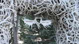 An arch made entirely of antlers with a sign in the center that reads 'JACKSON HOLE, WY' surrounded by dense trees in the background, suggesting a natural, rustic setting.