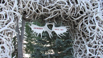 An arch made entirely of antlers with a sign in the center that reads 'JACKSON HOLE, WY' surrounded by dense trees in the background, suggesting a natural, rustic setting.