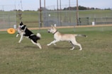 Two dogs playing fetch together on a grassy field.