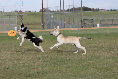 A playful border collie chasing a frisbee across a green field under a clear blue sky.