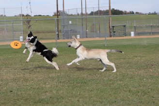 Siena playfully chasing a frisbee in a wide open meadow under a clear blue sky.