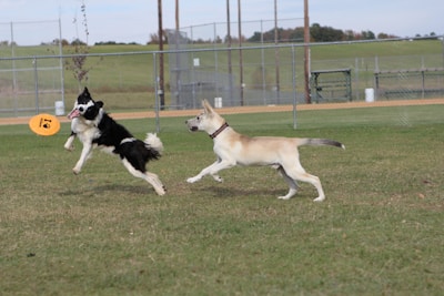 A playful dog chasing a frisbee in a park.