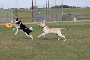 Two dogs playing fetch together on a grassy field.