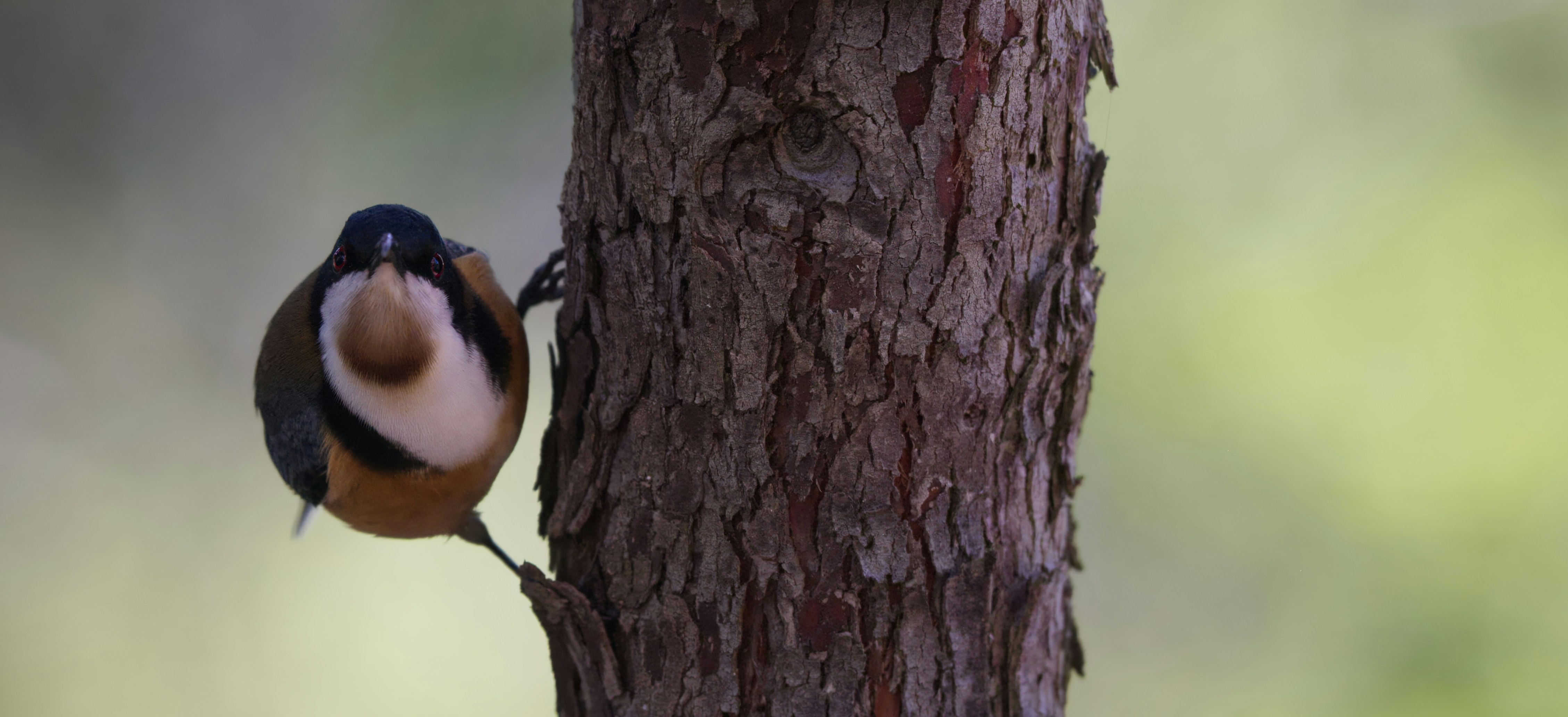 un petit oiseau debout sur le flanc d’un arbre